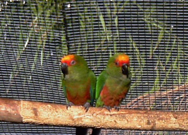 dos loros en un tronco